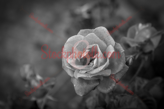 A rose in monochrome