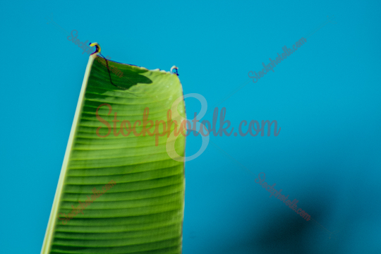 Banana leaf, closeup, Sri Lanka