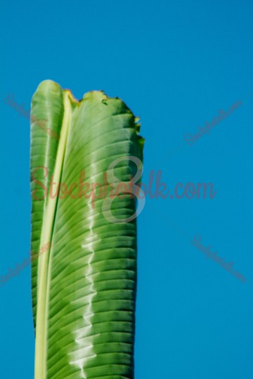 Banana leaf, closeup, SrI Lanka
