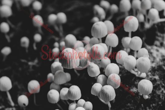 Closeup shot of Field of Mushrooms, Waskaduwa, Sri Lanka