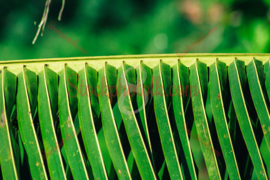 Coconut Leaf Closeup