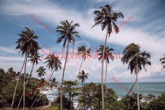 Coconut Trees & Beach