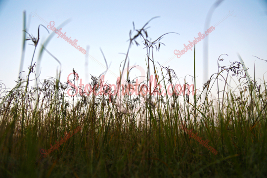 Grass, closeup photo
