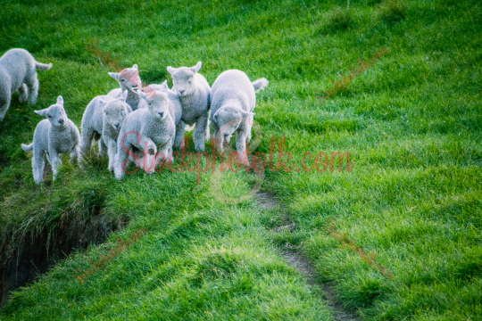 Group of lambs, Whakatane, New Zealand