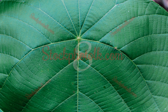 Kanda leaf, closeup photo