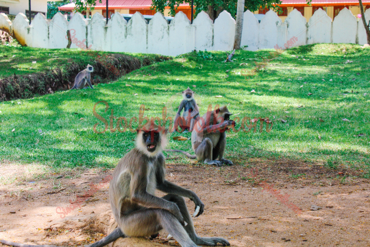 Monkeys, in Anuradhapura, Sri Lanka