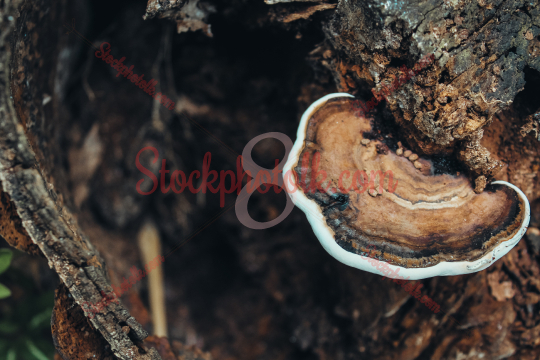Mushrooms In Wood Stock Photo