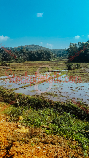 Paddy field in Ratnapura, Sri Lanka