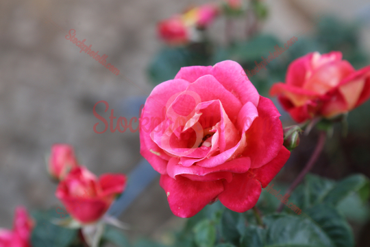 Roses, closeup