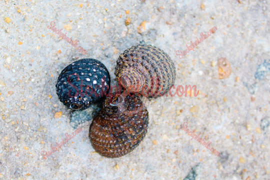 Snail Shells in Rain forest Sri Lanka