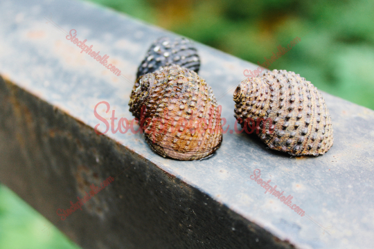 Snail Shells in Rain forest Sri Lanka