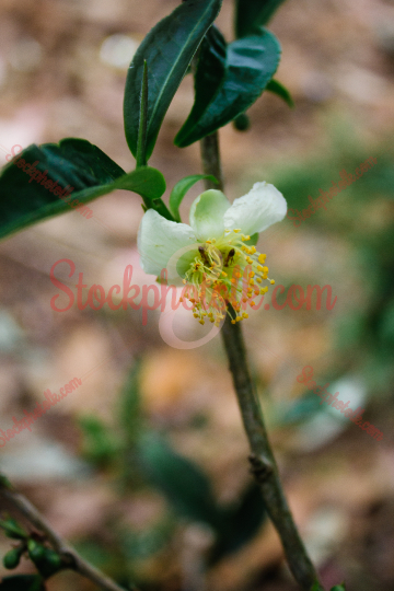 Tea flower, closeup, Nuwara Eliya, Sri Lanka