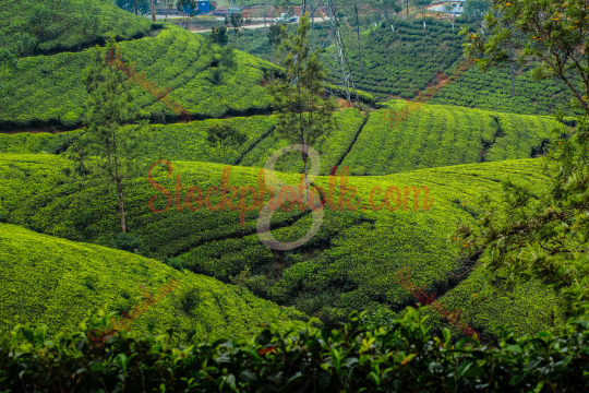 Tea garden, Nuwara Eliya, Sri Lanka