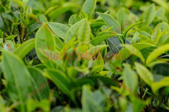 Tea leaves, closeup, Nuwara Eliya, Sri Lanka