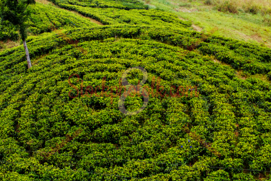 Tea Plantation, Nuwara Eliya, Sri Lanka