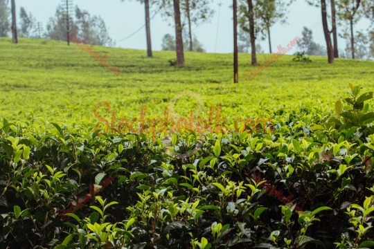 Tea plantation, Nuwara Eliya, Sri Lanka