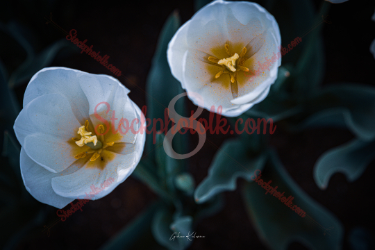 Two white tulips